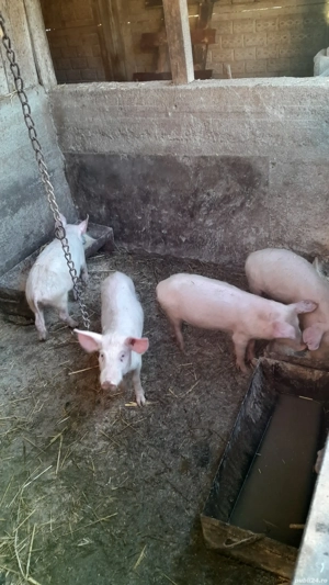 Purcei de vanzare - imagine 3