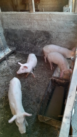 Purcei de vanzare - imagine 4
