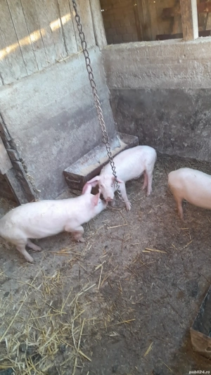 Purcei de vanzare - imagine 5
