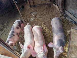 Vand 4 grasuni  - imagine 2