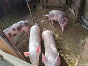 Vand 4 grasuni  - imagine 3