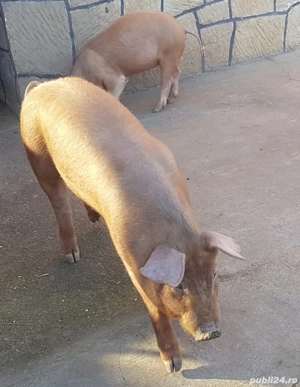 Purcei Duroc 