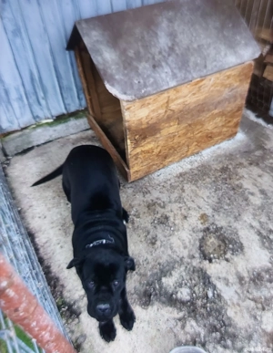 Vand Urgent Femelă Rotwailer  - imagine 4