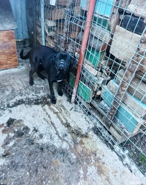 Vand Urgent Femelă Rotwailer  - imagine 3