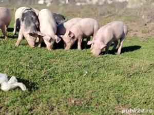Purcei de vanzare - imagine 2
