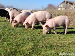 Purcei de vanzare - imagine 4