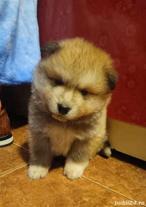 Cățeluși akita inu de opt săptămâni  - imagine 2