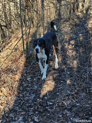 Copoi ardelenesc mascul  - imagine 3