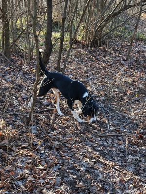 Copoi ardelenesc mascul  - imagine 2