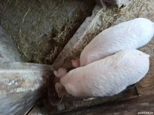 Vând purcei serano cu duroc - imagine 2