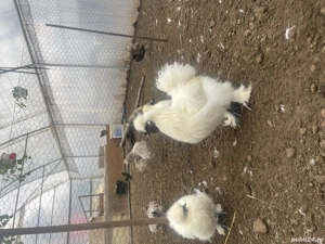 Vand Cocos Matase Japoneza - imagine 2