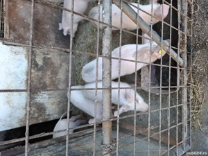 Vând purcei serano cu duroc - imagine 3