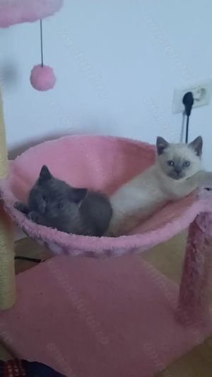 Pui British Shorthair 