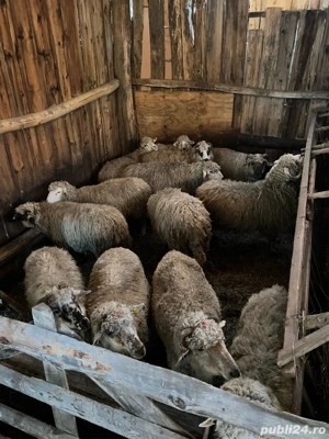 De vanzare oi - imagine 3