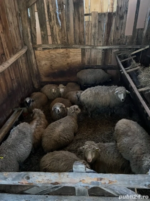 De vanzare oi - imagine 4