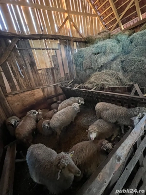 De vanzare oi - imagine 2