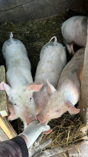 Vand grasuni - imagine 4