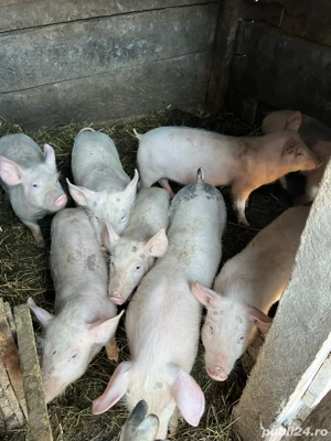 Vand grasuni - imagine 2