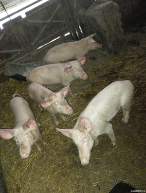 Purcei și porcii de vânzare  - imagine 5