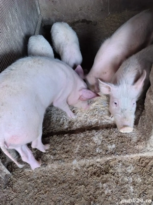 Vand grasuni si purcei  - imagine 2