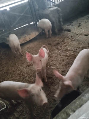 Purcei și porcii de vânzare  - imagine 2