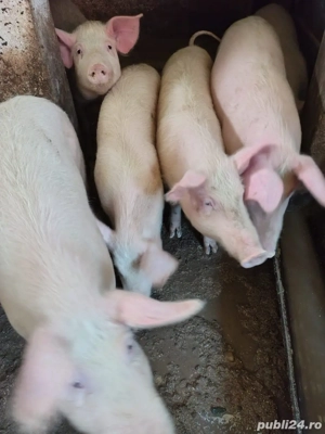 Vand grasuni si purcei 