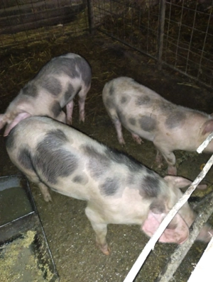 Purcei și porcii de vânzare  - imagine 4