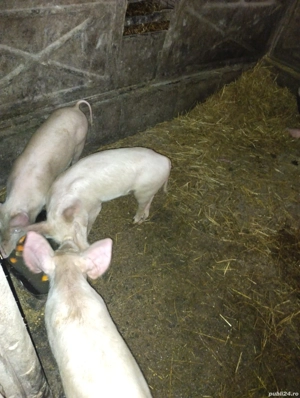Purcei și porcii de vânzare  - imagine 3