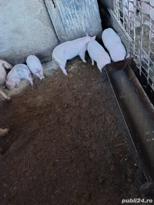 Vand grasuni si purcei  - imagine 3