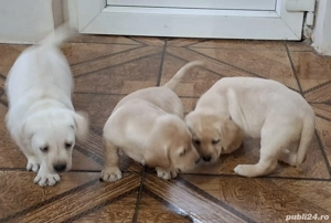 Vand Pui Labrador Retriver - imagine 2
