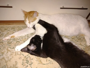 Donez pui pisica   - imagine 3