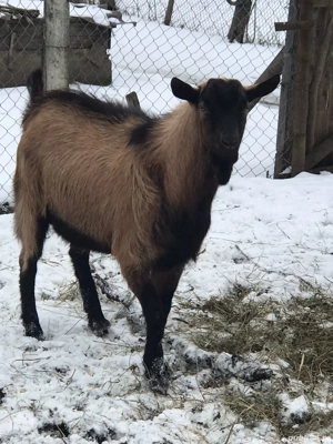 Tap de vânzare  - imagine 3