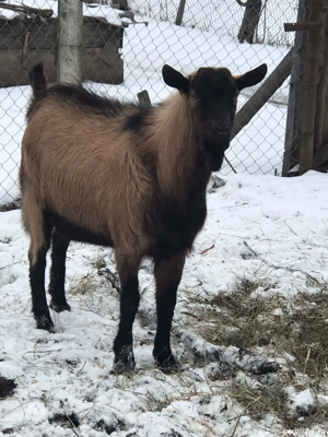 Tap de vânzare  - imagine 4