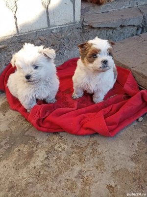 pereche Bichon Maltez  - imagine 3