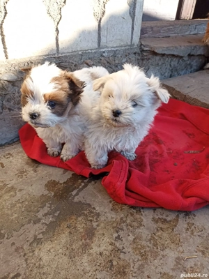 pereche Bichon Maltez  - imagine 4
