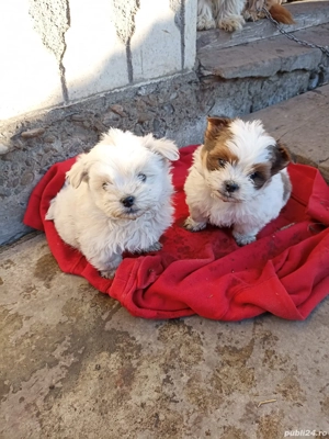 pereche Bichon Maltez  - imagine 2