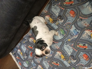 catelusa shy-tzu  - imagine 3