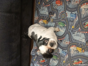 catelusa shy-tzu  - imagine 2