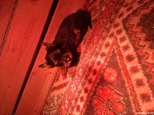Cățel yorkshire terrier - imagine 3