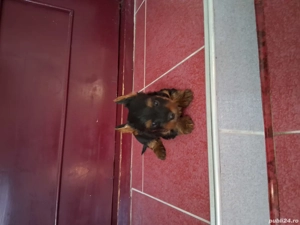 Cățel yorkshire terrier - imagine 2