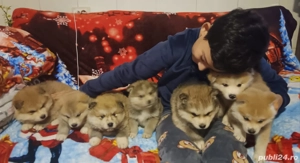 Vând căței Akita inu