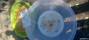 Set incubator oua pui găină rață gâscă  - imagine 4