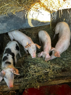 Vând 4 purcei (doar fete), fătate pe 27 august 2025, 520 RON bucata din Teleorman. - imagine 2