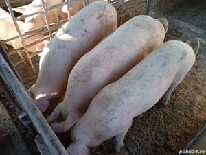 Vând grăsuni Marele Alb