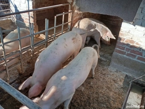 Vând grăsuni Marele Alb - imagine 2