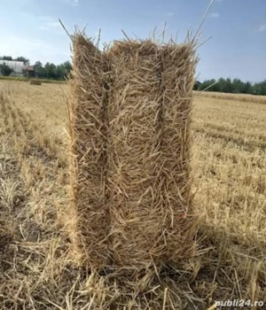 Baloti de paie si fan cu amestec lucerna patrate