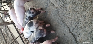 Purcei de vanzare - imagine 2