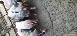 Purcei de vanzare - imagine 3