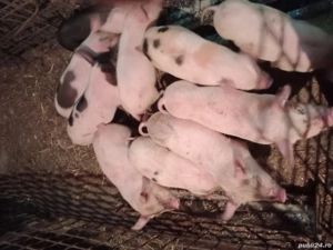 Vând 6 purceii de 8 săptămâni 