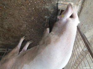 Se vinde scroafă, pentru reproducere sau tăiat 